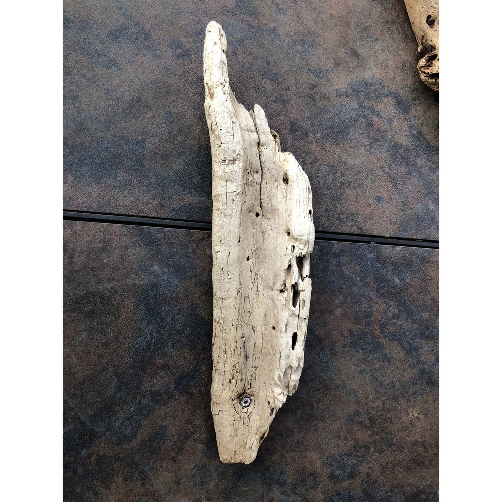 Natural Driftwood for Plants Terrarium Taxidermy Art Projects